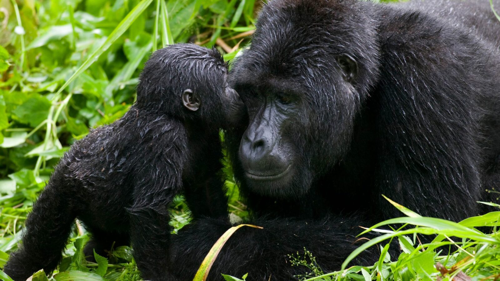 Mubare Gorilla Family Bwindi