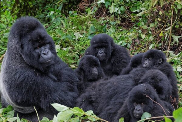 Can You Trek Gorillas More Than Once on the Same Safari?