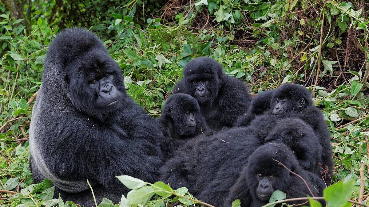 Can You Trek Gorillas More Than Once on the Same Safari?