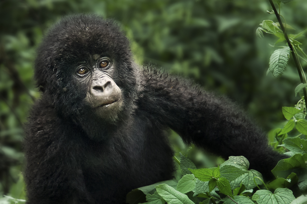 Gorilla Safaris Private vs Shared