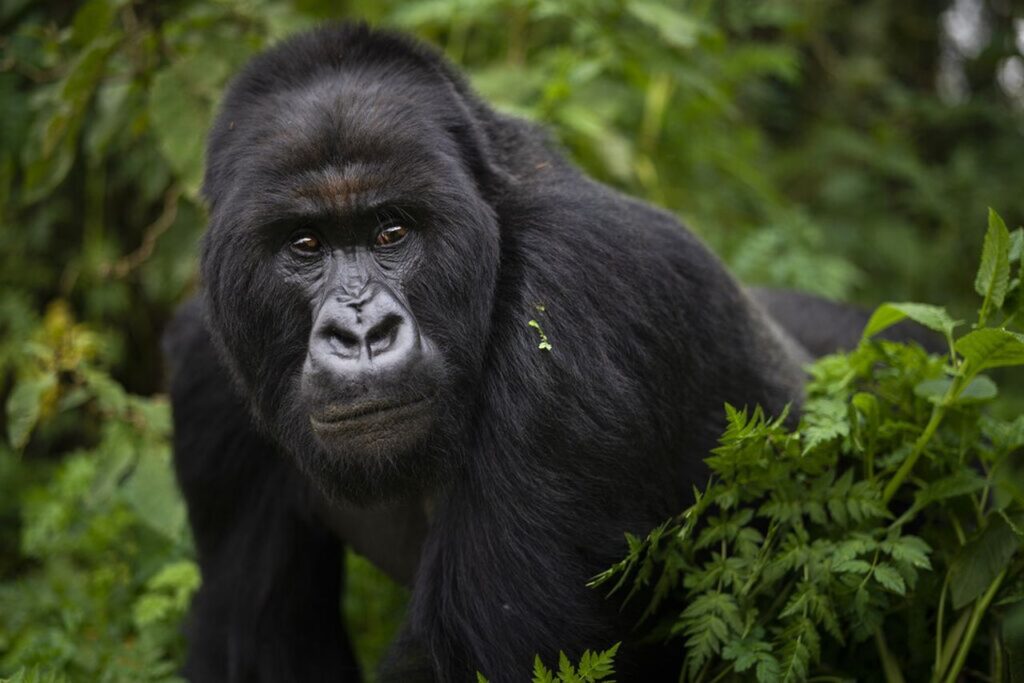 Gorilla Safaris Rwanda vs Uganda