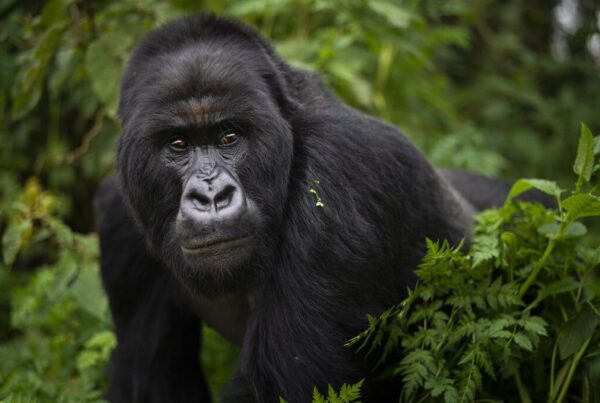 Gorilla Safaris Rwanda vs Uganda