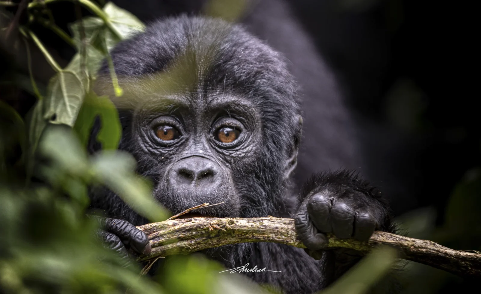 Nkuringo Gorilla Family Bwindi