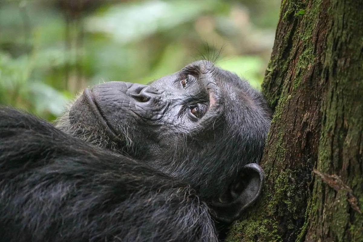 Gorilla Safari Twin Births