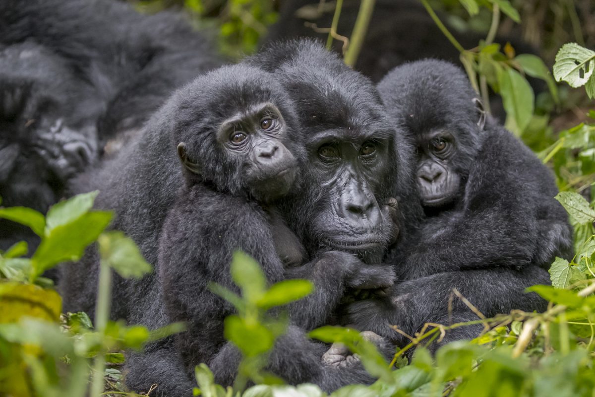 Oruzogo Gorilla