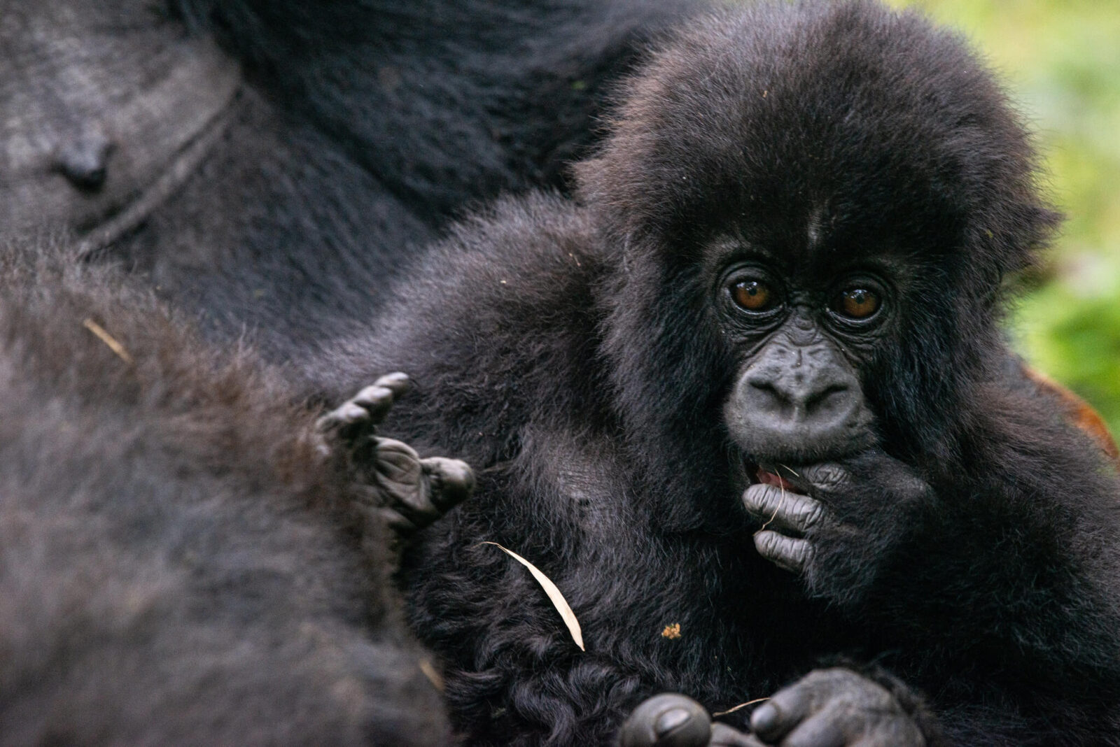 Pablo Gorilla Family Rwanda