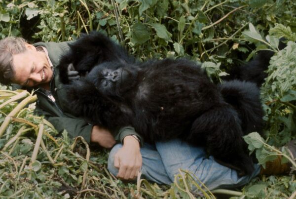 Pablo Gorilla Family Rwanda