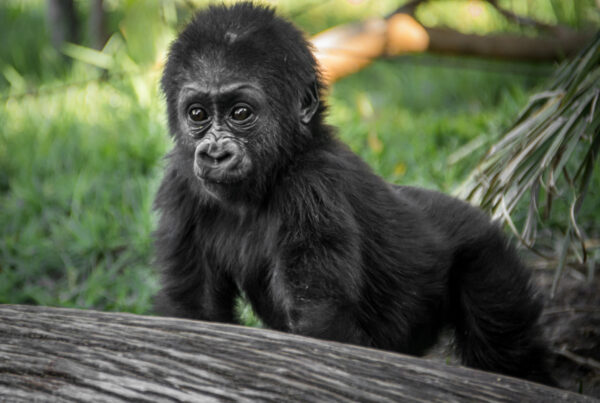 What Happens If Gorillas Are Not Found on Your Safari?