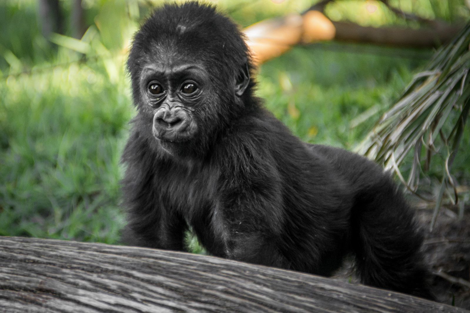 What Happens If Gorillas Are Not Found on Your Safari?