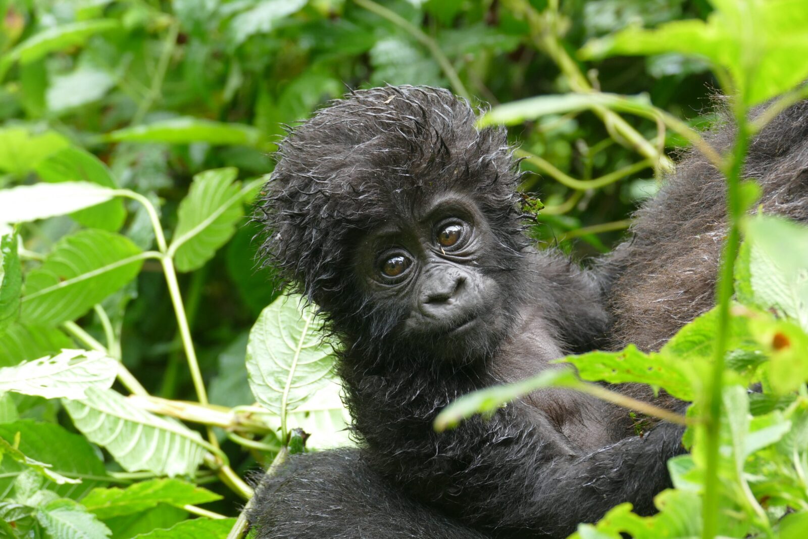 Rushegura Gorilla