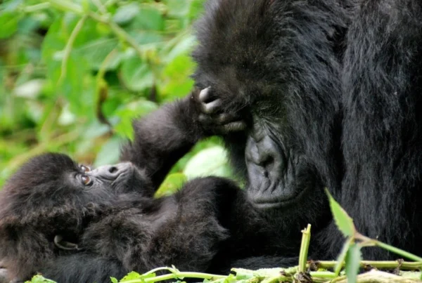 Rushegura Gorilla