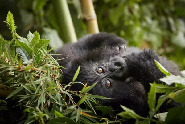 Gorilla Safaris Rwanda Day Trip from Kigali to Rwanda