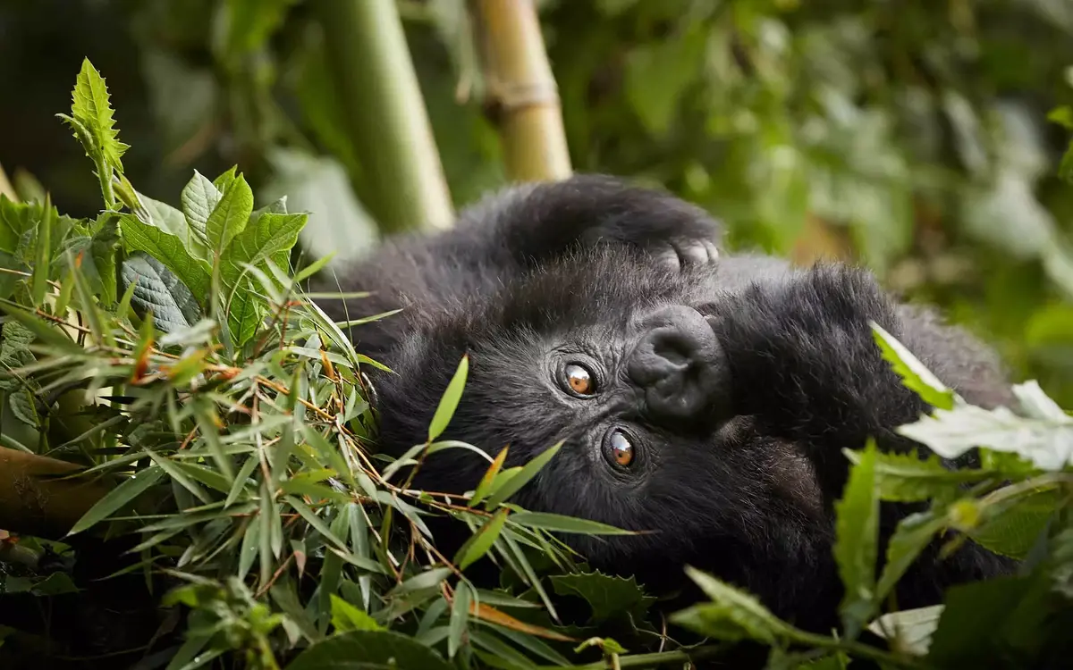 Gorilla Safaris Rwanda Day Trip from Kigali to Rwanda