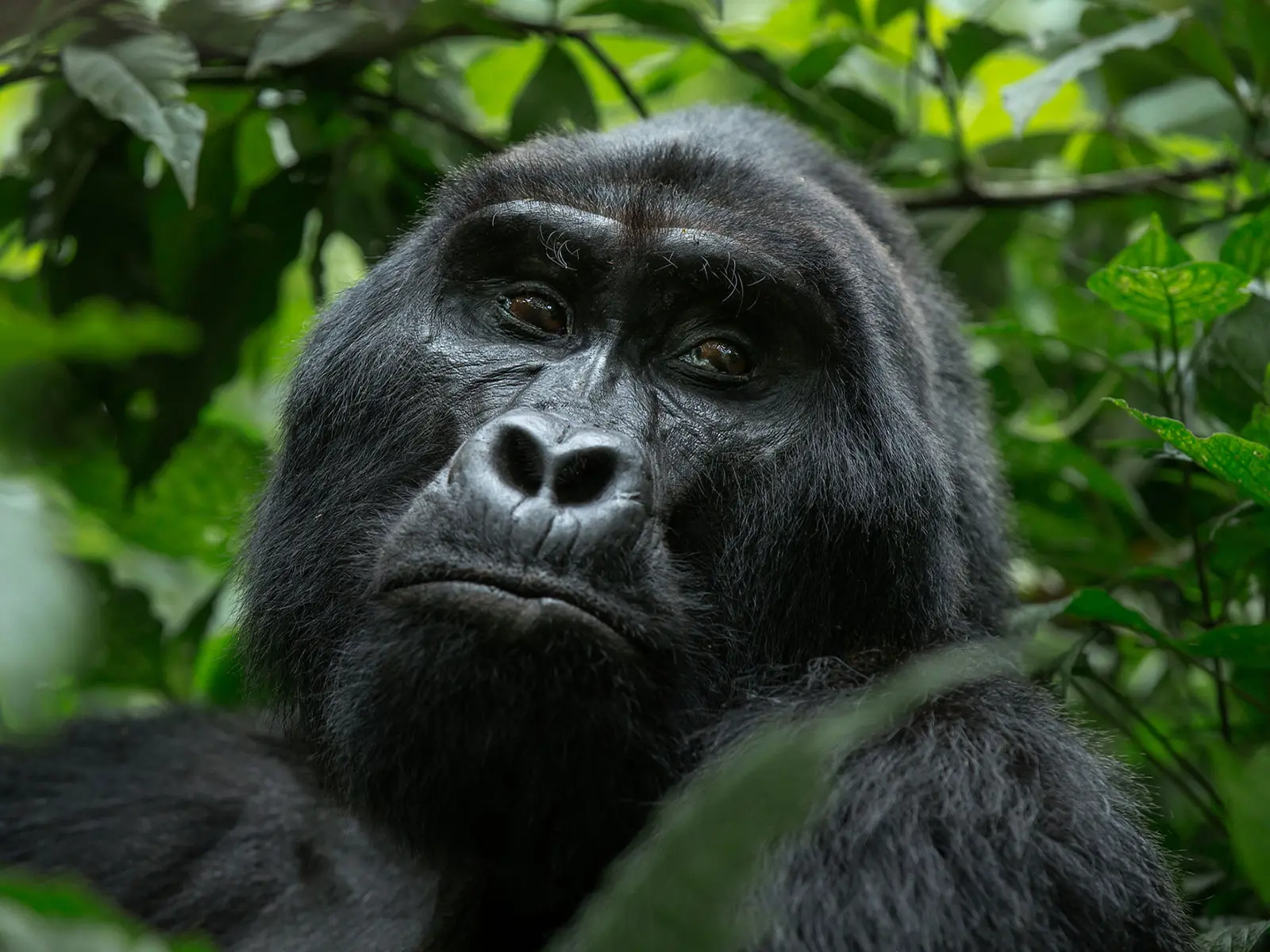 Mountain Gorilla Safari