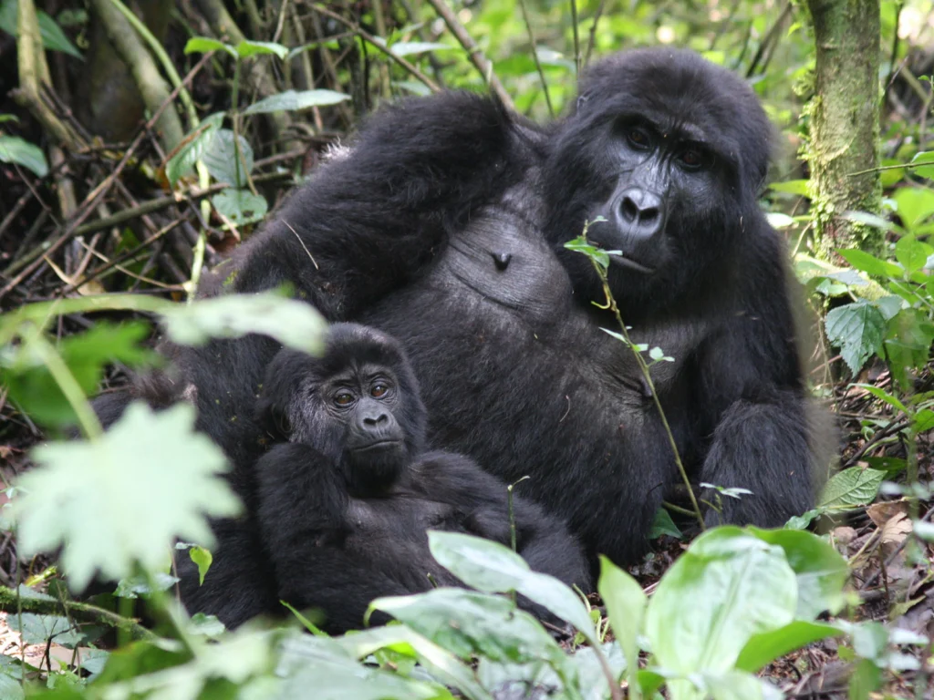 Rwigi Gorilla