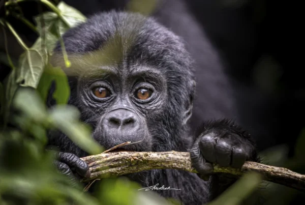 Rwigi Gorilla
