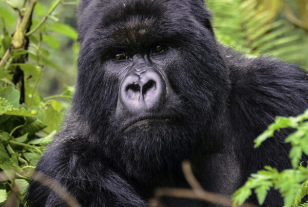 Silverback Gorilla Safari