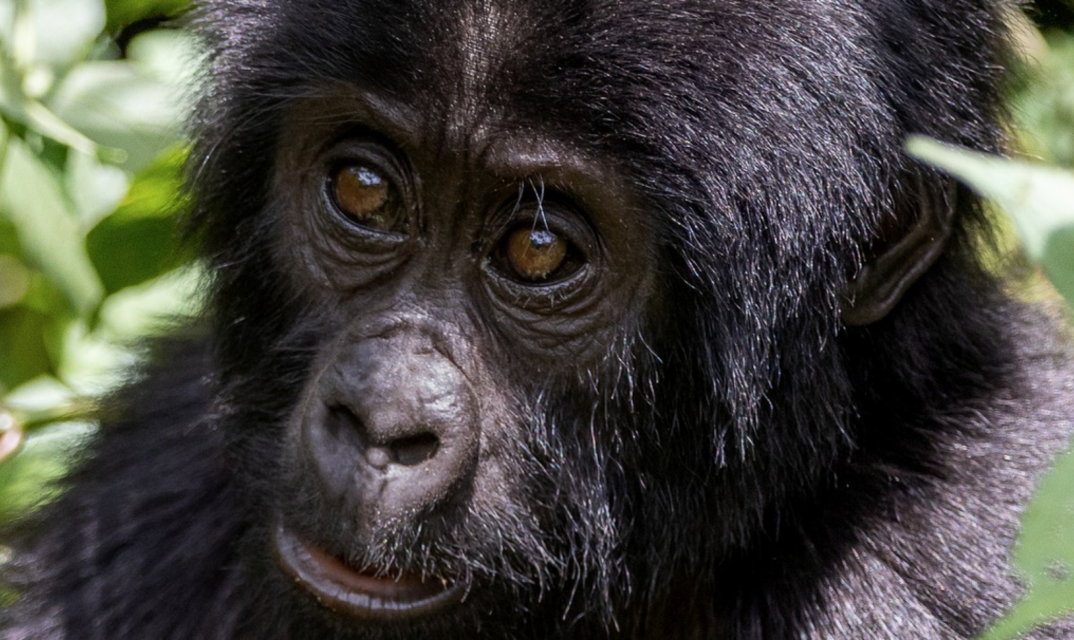 Susa Gorilla Family Rwanda