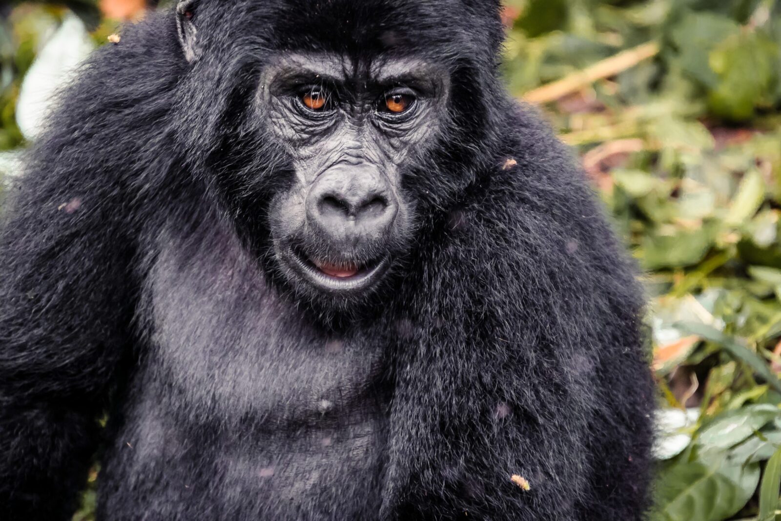 Susa Gorilla Family Rwanda