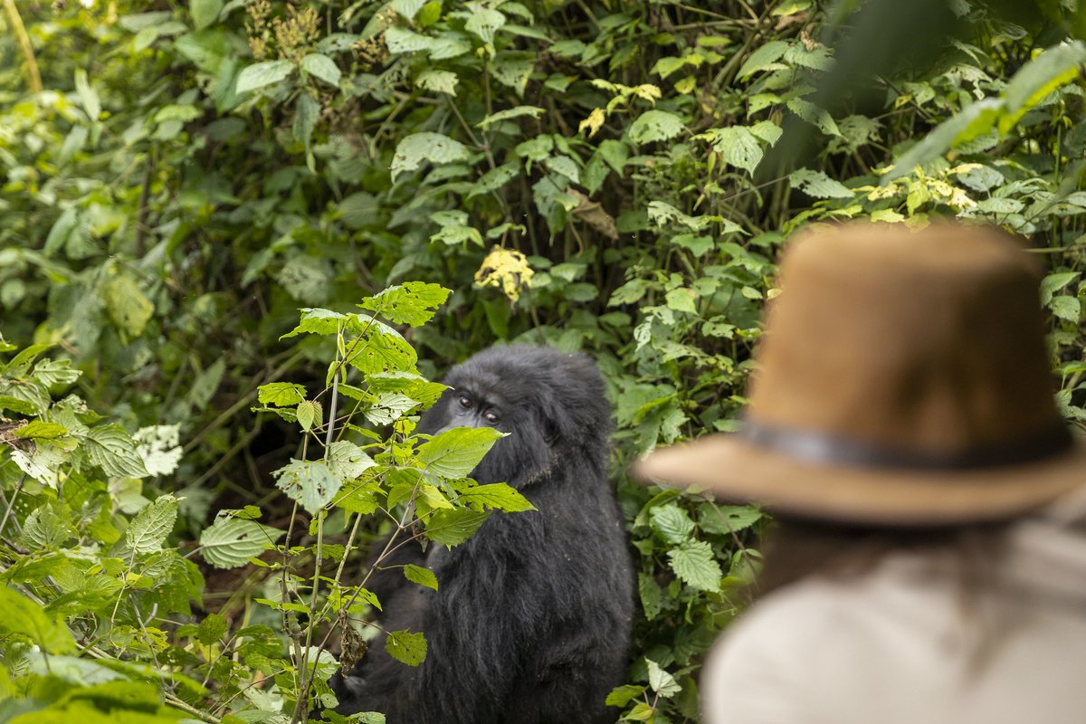 Gorilla Safari Social Structure