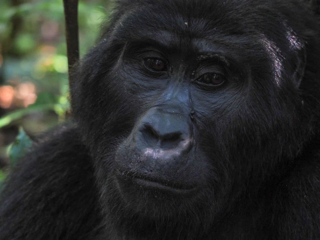 Mubare Gorilla Family
