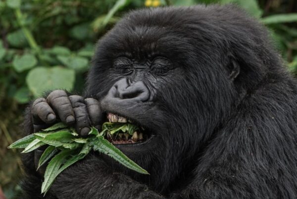 Gorilla Safari Gorilla Lifespan