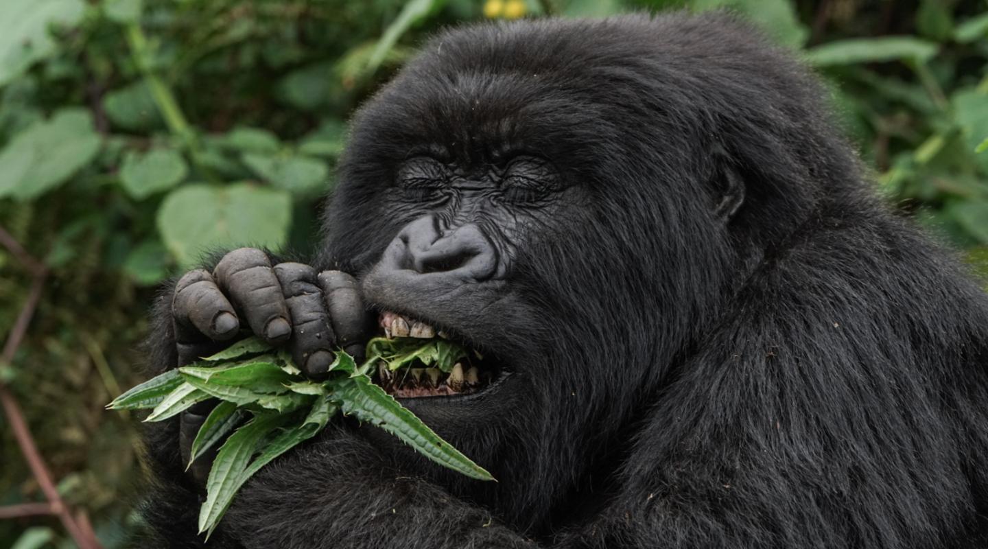 Gorilla Safari Gorilla Lifespan