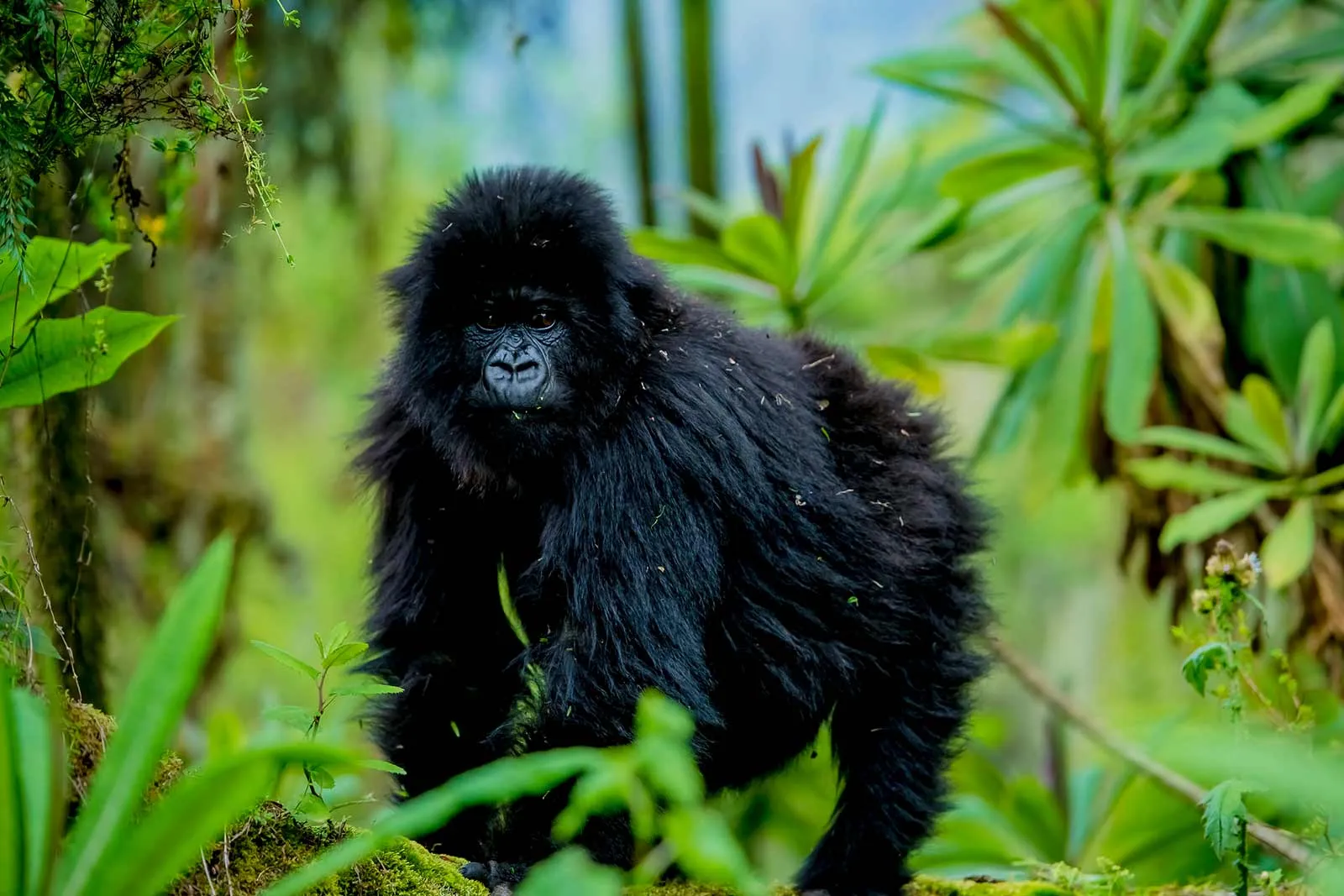Ugenda Gorilla Family Rwanda