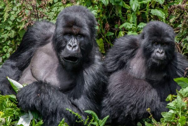 Ugenda Gorilla Family Rwanda