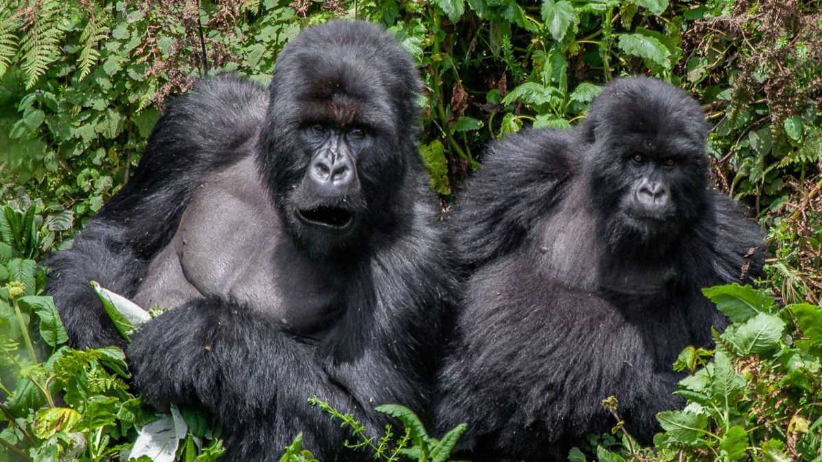 Ugenda Gorilla Family Rwanda