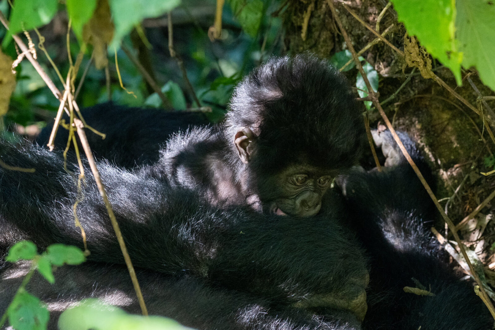 Umubano Gorilla Family Rwanda