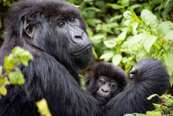 Umubano Gorilla Family Rwanda