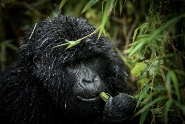 Gorilla Safari Habituation Process