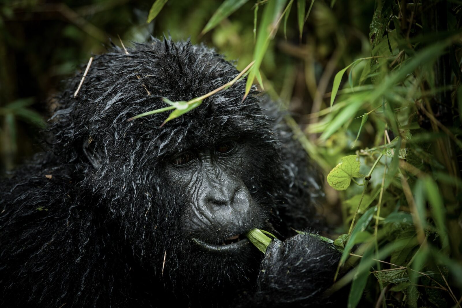 Gorilla Safari Habituation Process