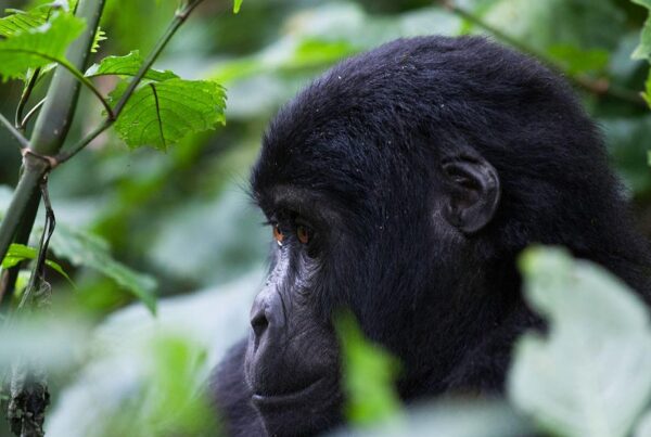 Gorilla Safari Disease Prevention
