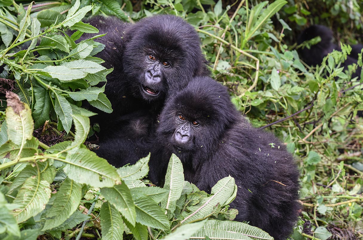 How Long Does a Gorilla Safari Take Each Day?