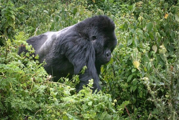 Gorilla Safaris Bwindi vs Mgahinga