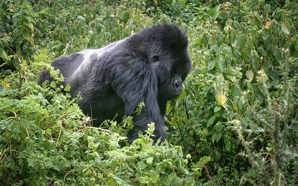 Ntambara Gorilla Family Rwanda