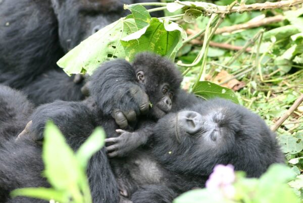 Mountain Gorilla vs Eastern Lowland Gorilla