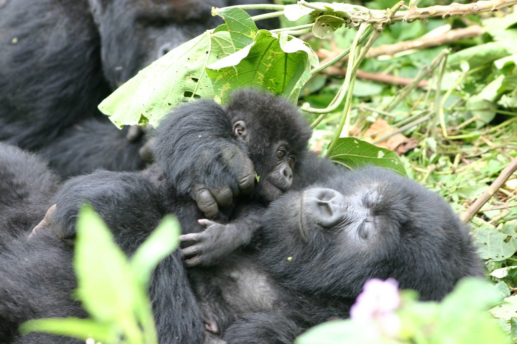 Mountain Gorilla vs Eastern Lowland Gorilla