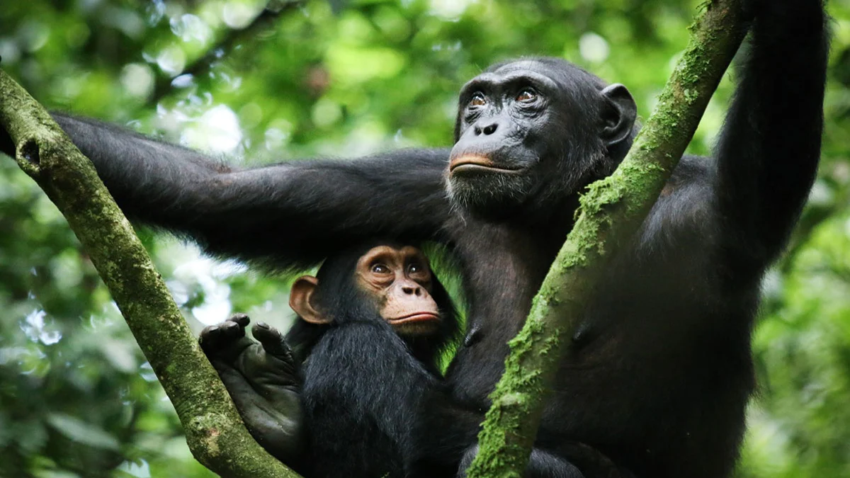 Best 7-Day Rwanda Gorilla Safari Package for First-Timers
