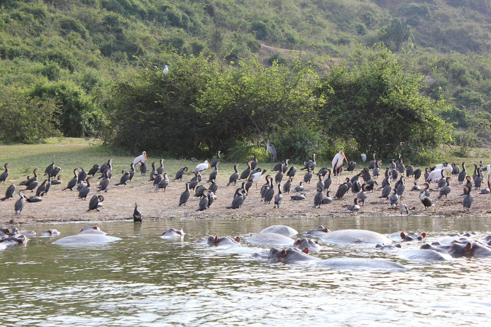 Kazinga Channel Boat Safari