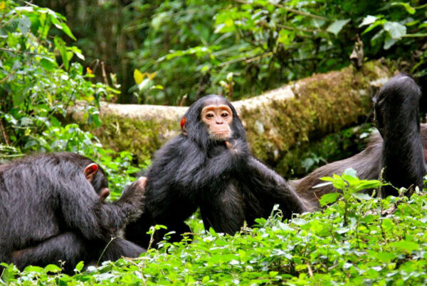 Nyungwe Forest