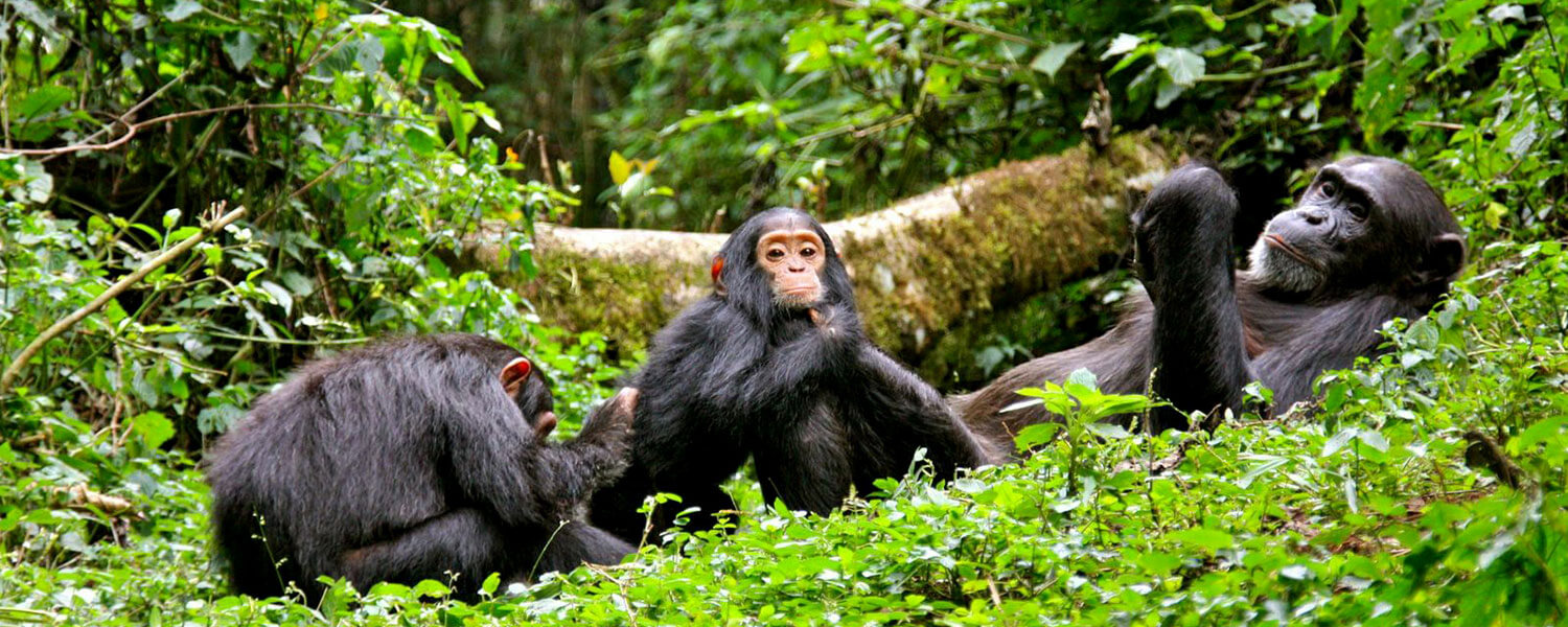 Nyungwe Forest + Volcanoes National Park