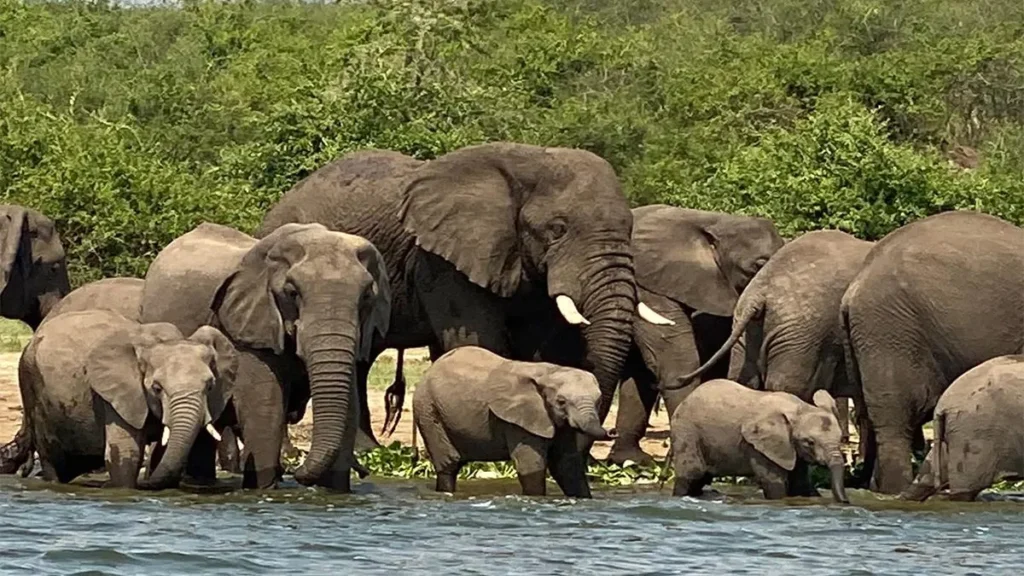 Queen Elizabeth National Park