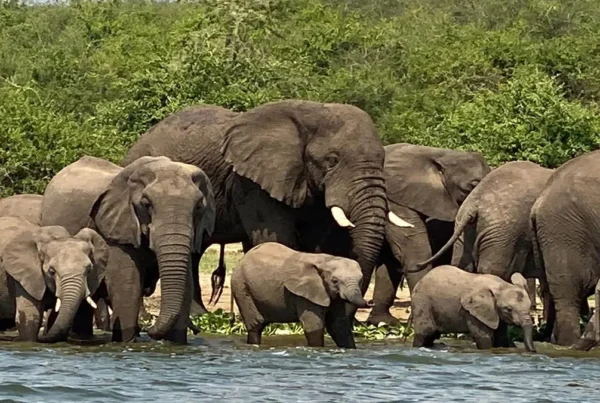 Queen Elizabeth National Park