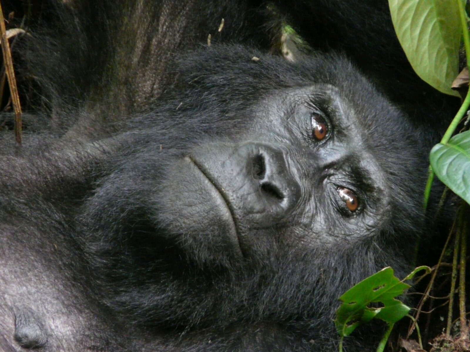 Rwanda Gorilla