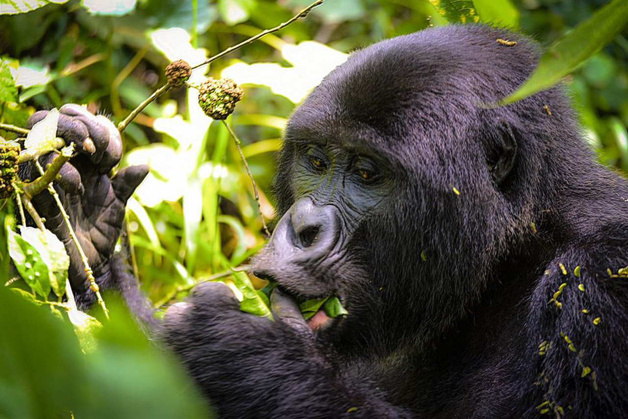 Rwanda Gorilla Trek for Beginners