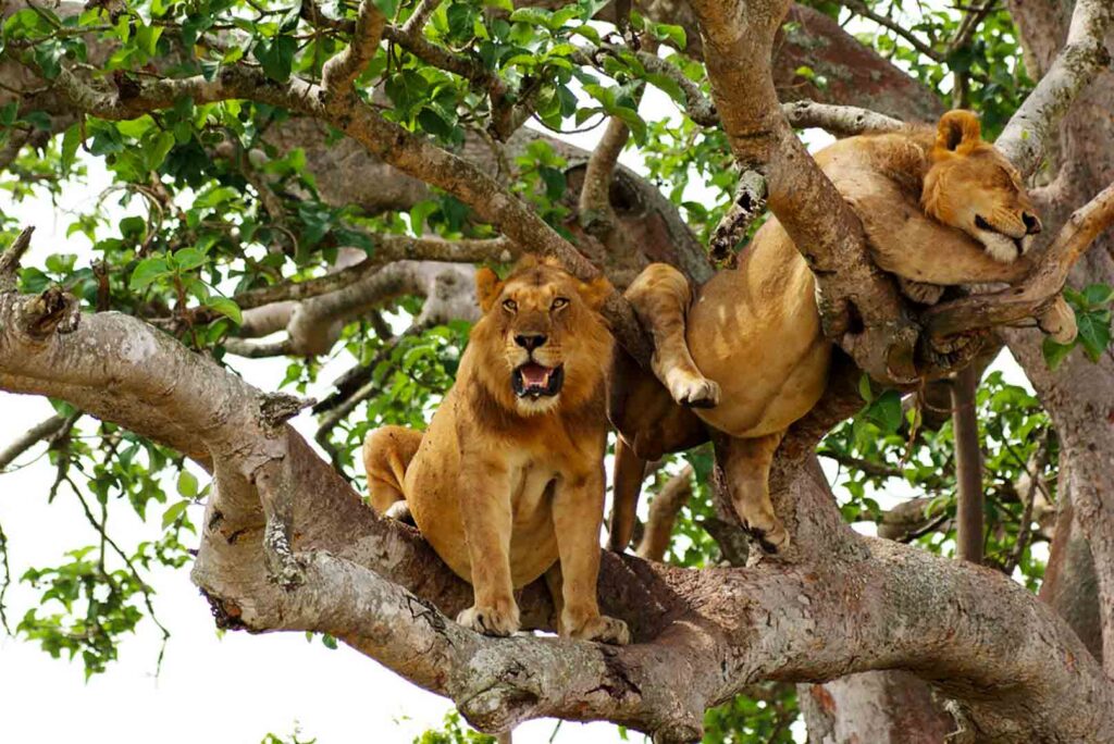 Tree-Climbing Lions of Ishasha