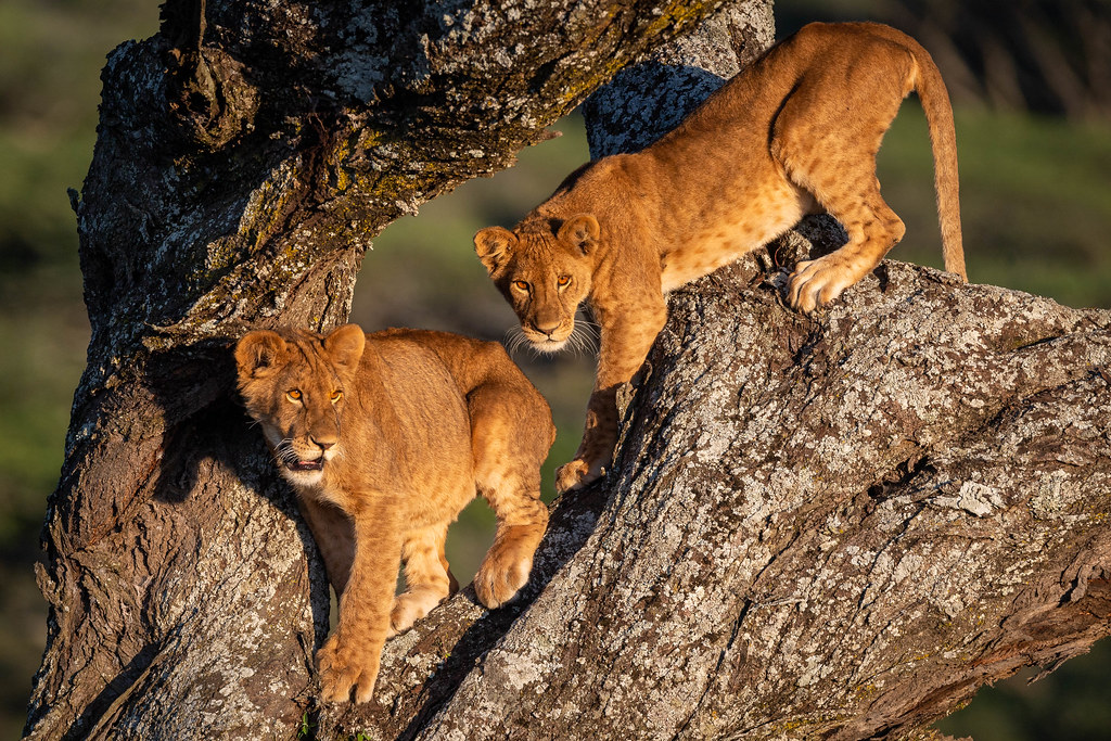 Tree-Climbing Lions of Ishasha